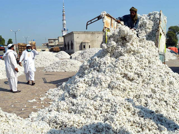 مقامی سطح پر روئی اور پھٹی کی قیمتوں میں ریکارڈ مندی کا رحجان