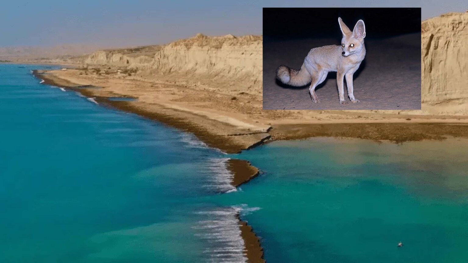 ریت کی لومڑیوں