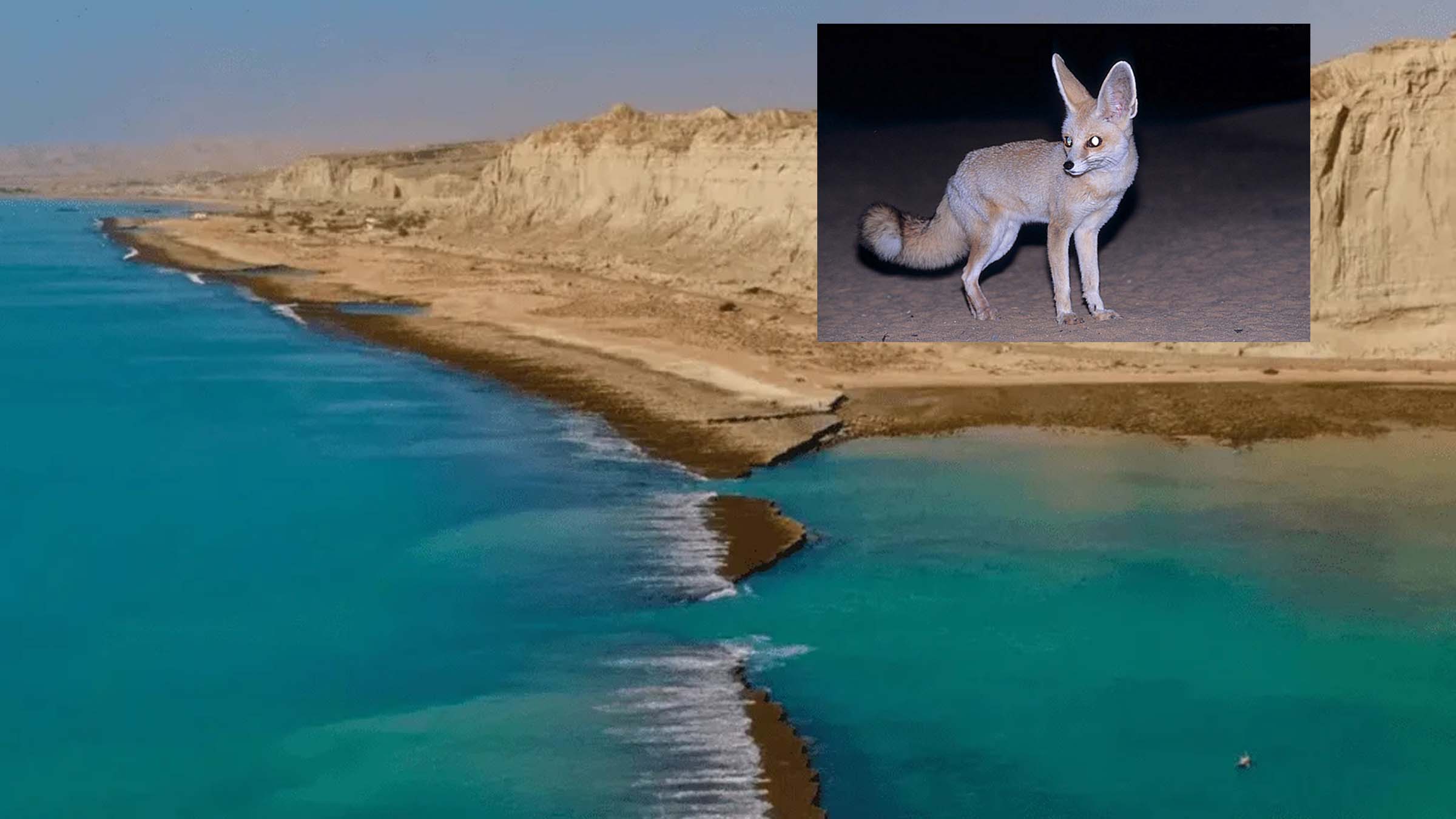 ریت کی لومڑیوں