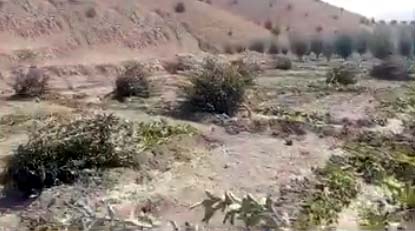 زیارت درخت کاٹ دیے